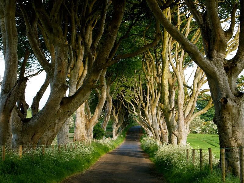 Con đường Dark Hedges với hàng cây sồi uốn cong độc đáo