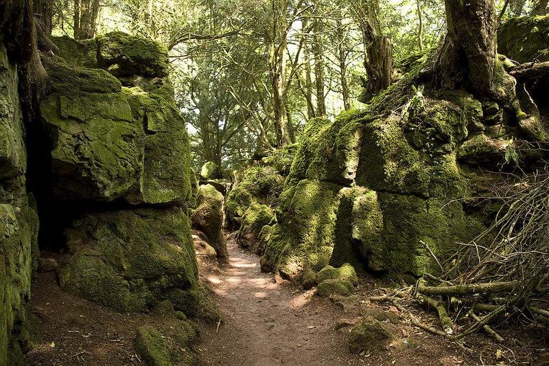 Rừng Puzzlewood - Khu rừng như một mê cung kỳ bí